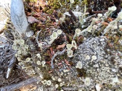 Cladonia pyxidata