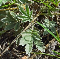 Potentilla hippiana