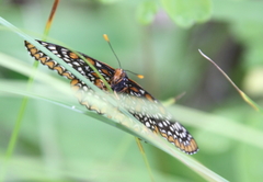 Euphydryas phaeton