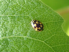 Propylea quatuordecimpunctata