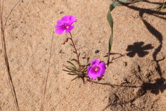 Calandrinia