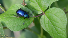 Chrysochus chinensis