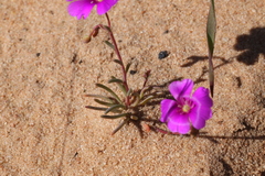 Calandrinia