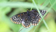 Euphydryas phaeton