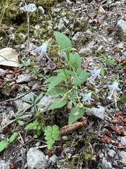 Campanula scouleri