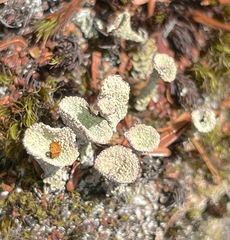 Cladonia pyxidata
