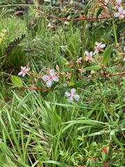 Heterocentron subtriplinervium