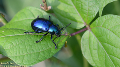 Chrysochus chinensis