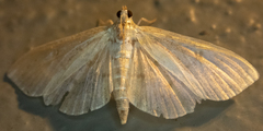 Herpetogramma aquilonalis