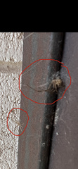 Latrodectus