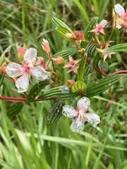 Heterocentron subtriplinervium