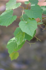 Daktulosphaira vitifoliae