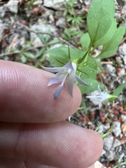 Campanula scouleri
