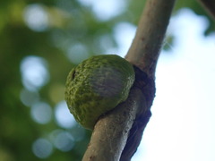 Disholcaspis bassetti