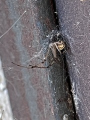 Latrodectus