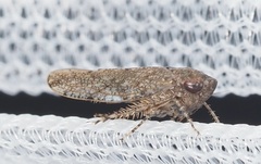 Cicadellidae