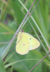 Colias philodice