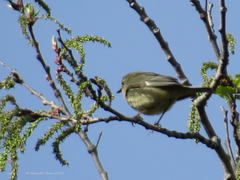 Setophaga caerulescens