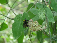 Bombus sonorus