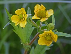 Geum aleppicum