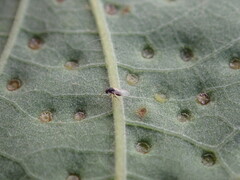 Cynipoidea