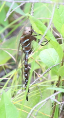 Aeshna constricta