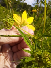 Bidens polylepis