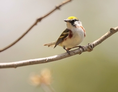 Setophaga pensylvanica