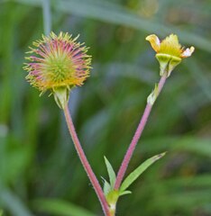 Geum aleppicum
