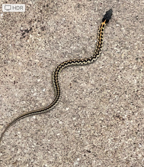 Thamnophis cyrtopsis