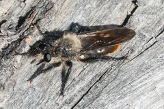 Laphria