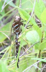 Aeshna constricta