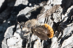 Laphria