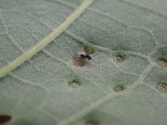 Cynipoidea