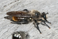 Laphria