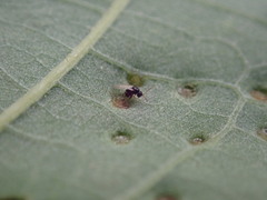 Cynipoidea