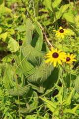 Cypripedium reginae