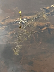 Utricularia radiata