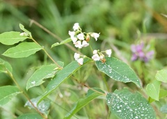 Apocynum androsaemifolium
