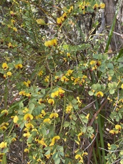 Bossiaea