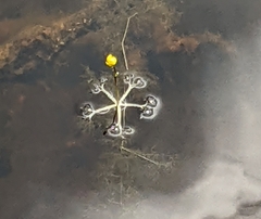 Utricularia radiata