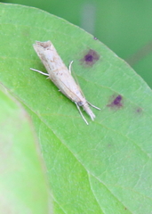 Neodactria luteolellus