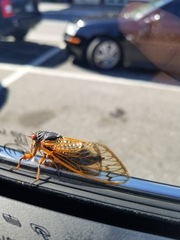 Magicicada septendecim