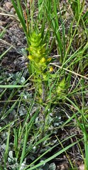 Orthocarpus luteus