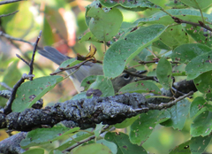 Setophaga caerulescens