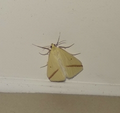 Rhodometra sacraria