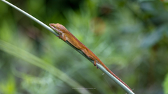 Anolis carolinensis
