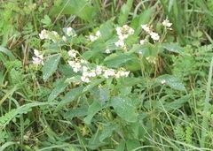 Apocynum androsaemifolium
