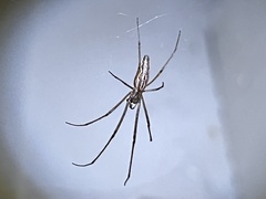 Tetragnatha