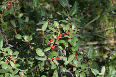 Shepherdia canadensis